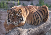 mimaki tiger